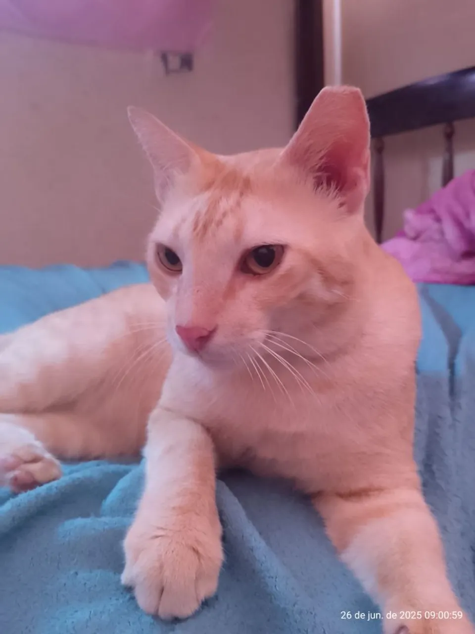 Gatinho Lindo para Adoção