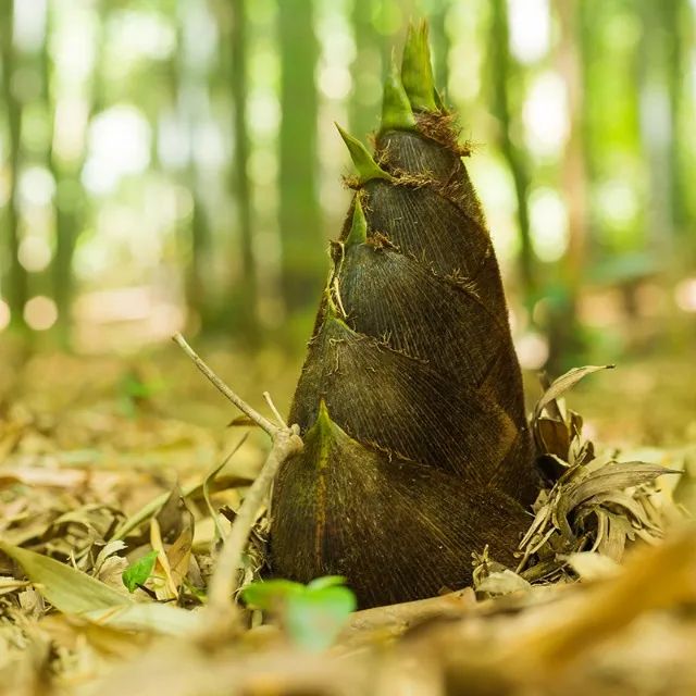 Bambu Gigante Asper e Giganteus - Broto, Palmito em conserva - Foto 2