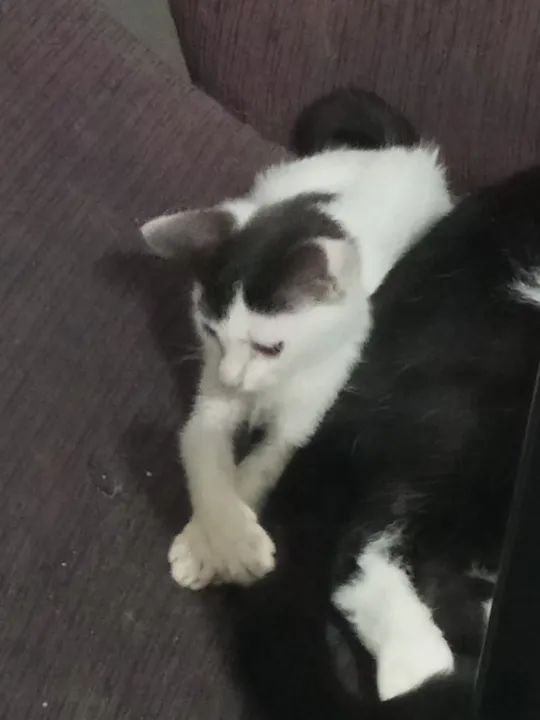 Gatinhos machos 4 meses disponíveis para adoção  - Foto 2