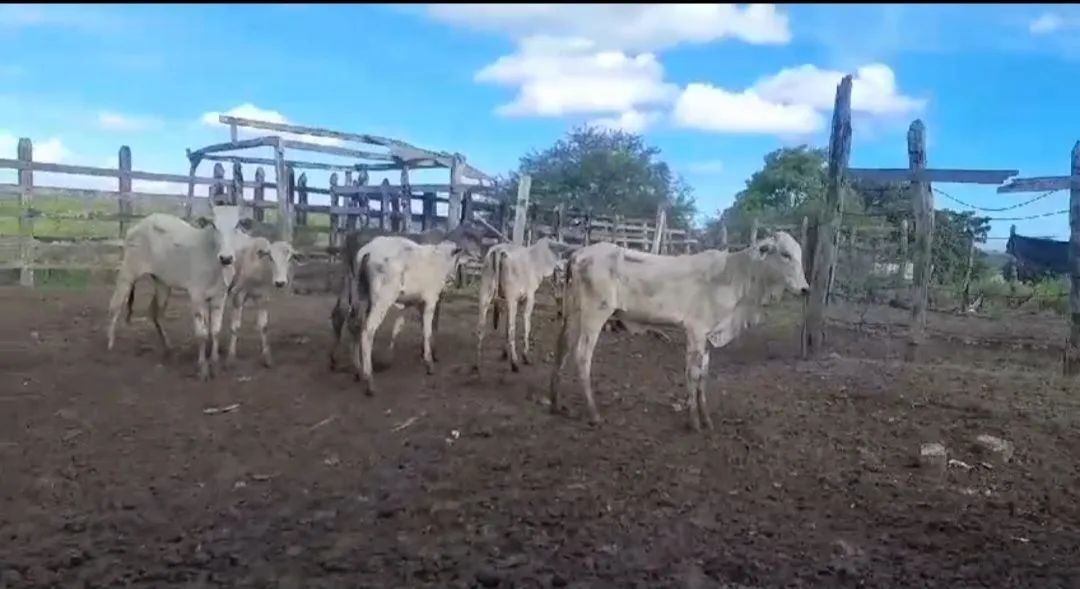 Bezerras Nelore luxo para venda!