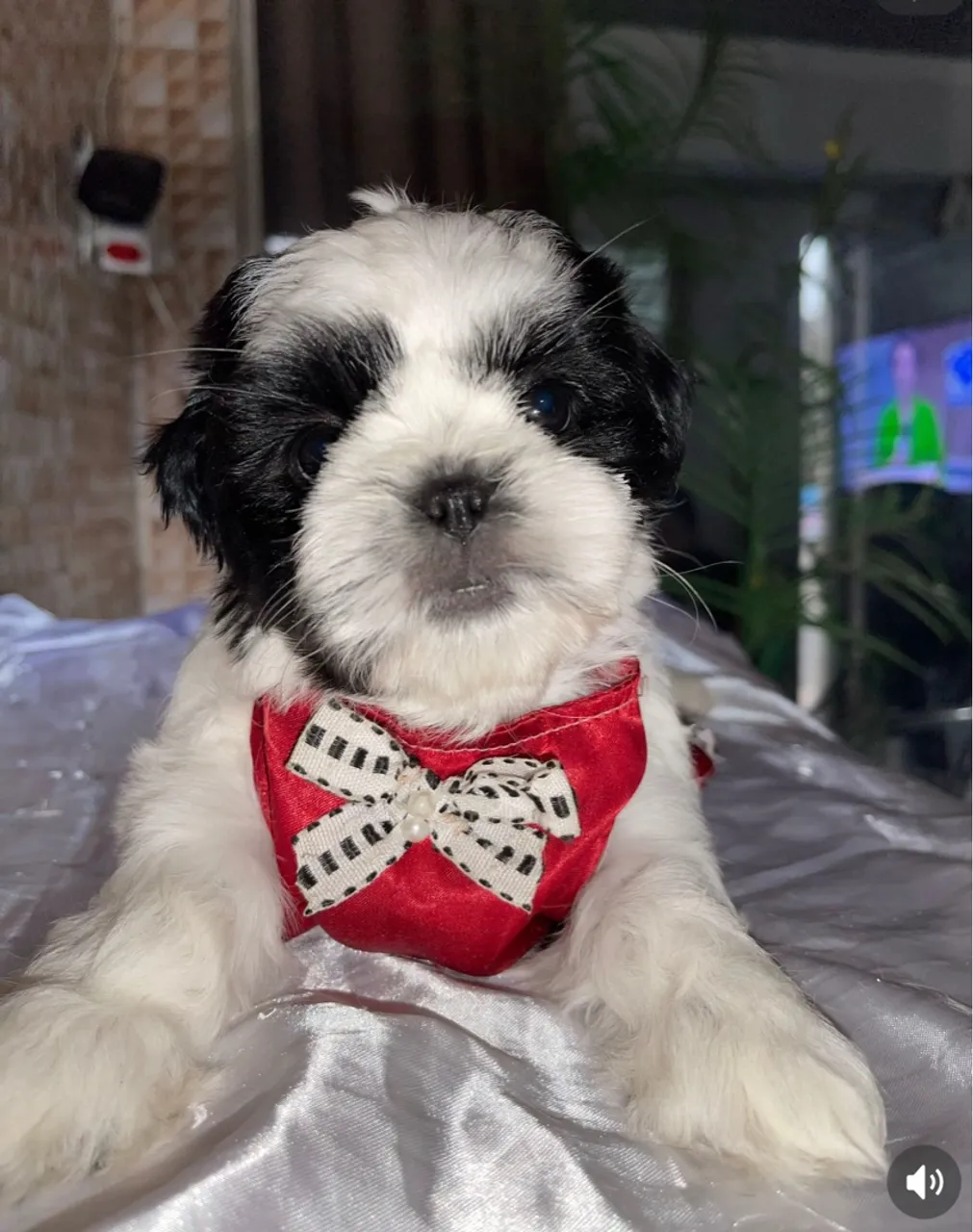 Filhote de Shih Tzu