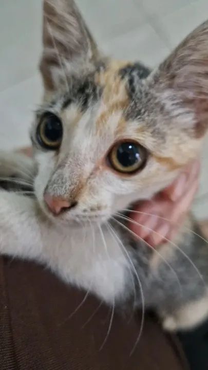 Gatinha para adoção  - Foto 3