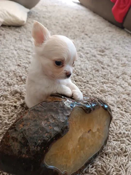 Chihuahua Fofo Procurando Lar