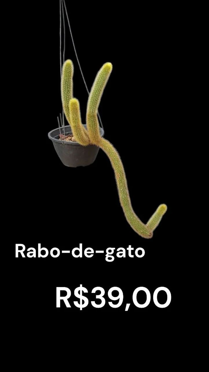 Cacto rabo de gato - Foto 2