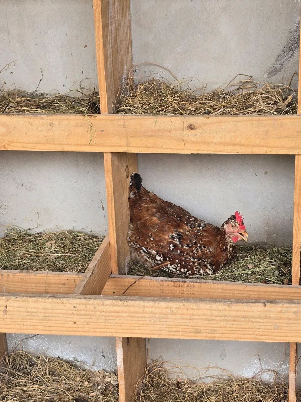 Ovos e Pintinhos de Galinha Balão - Foto 4