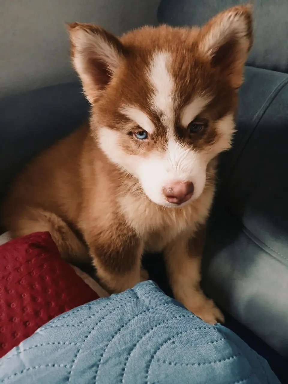 Filhote de Husky Siberiano