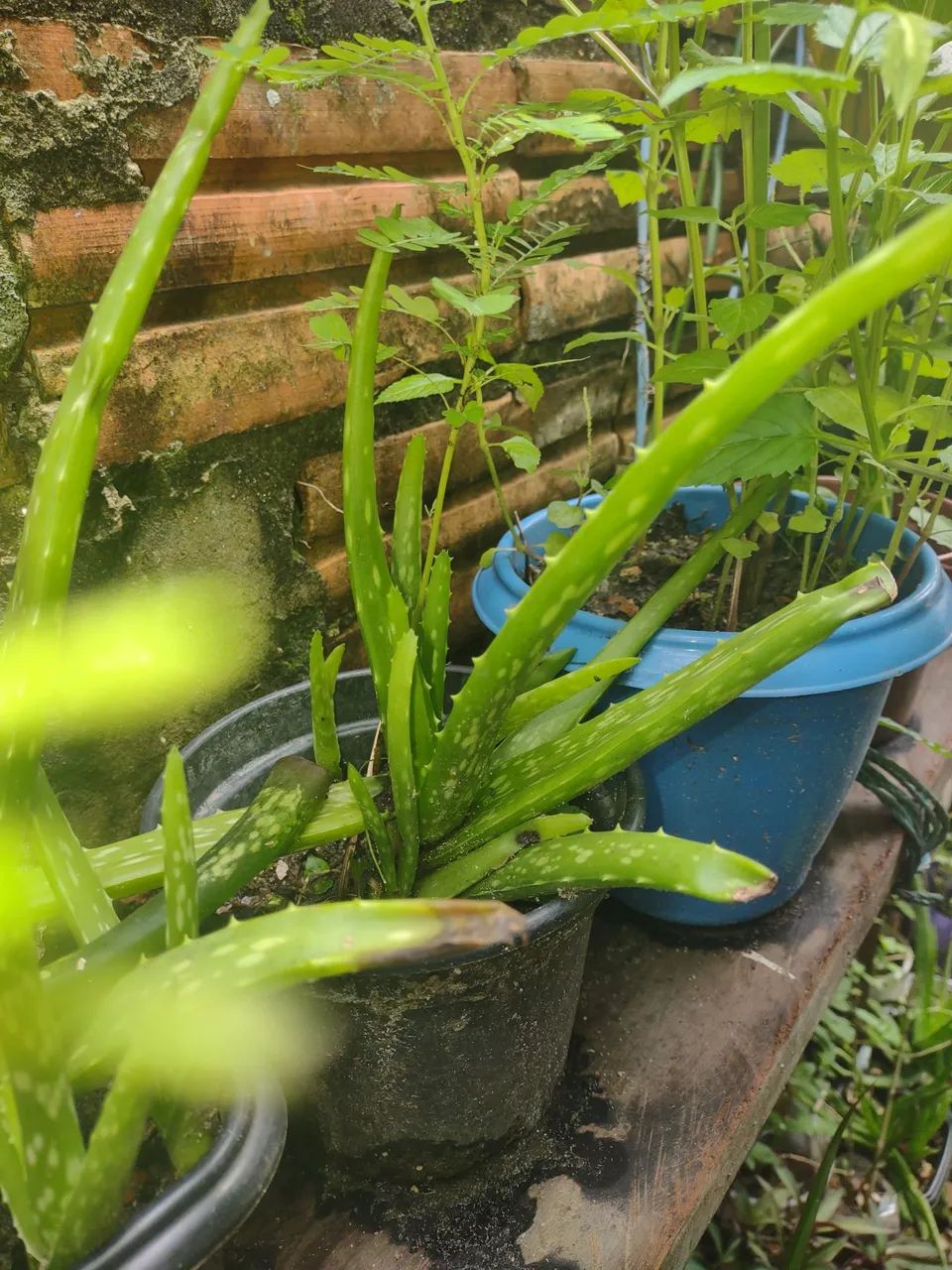 Mudas de Aloe Vera - Babosa-Plantas Medicinais - Foto 2