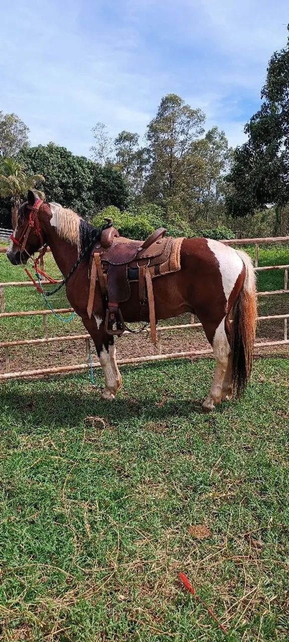 Cavalo machado  - Foto 2