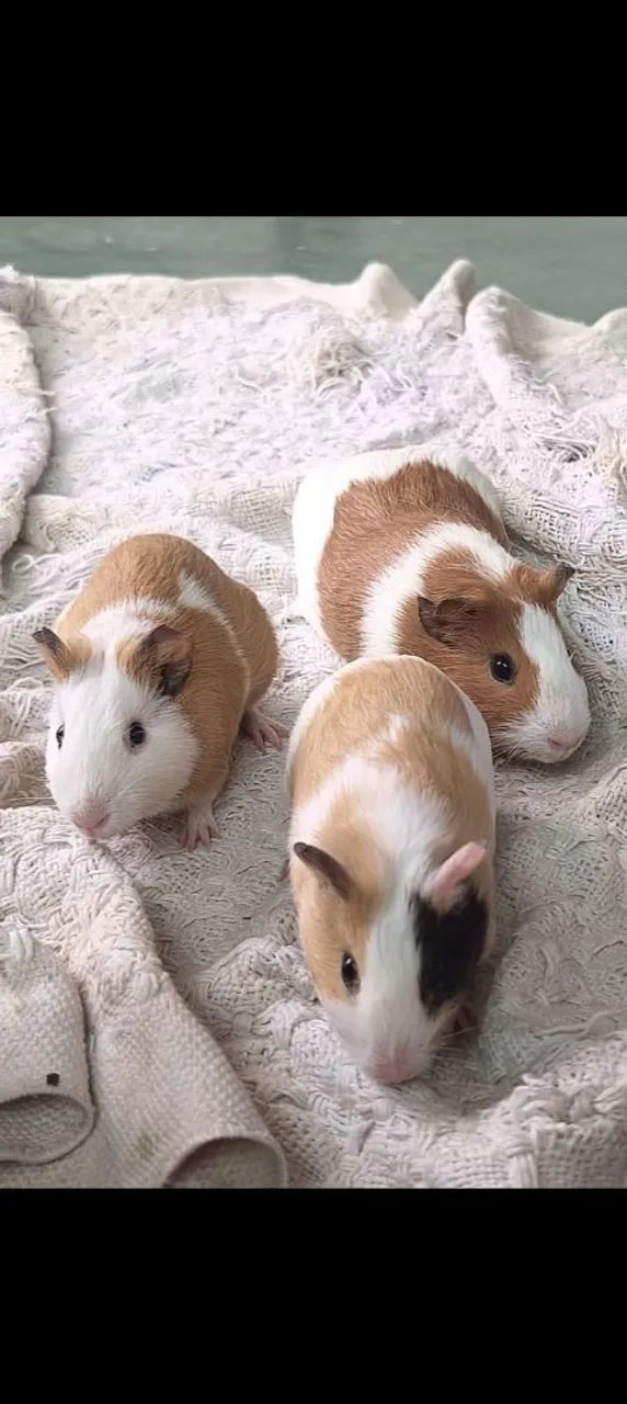 Vendo três porquinhos da índia fêmeas 