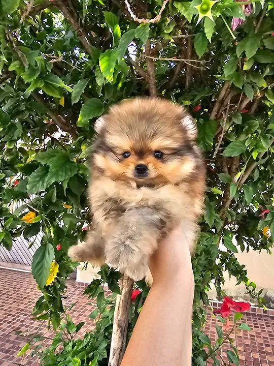 Spitz alemão (Lulu da Pomerânia) - Foto 5