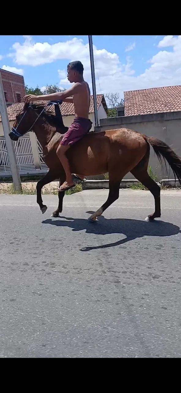 Cavalo *89