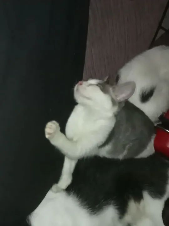 Gatinhos machos 4 meses disponíveis para adoção  - Foto 3