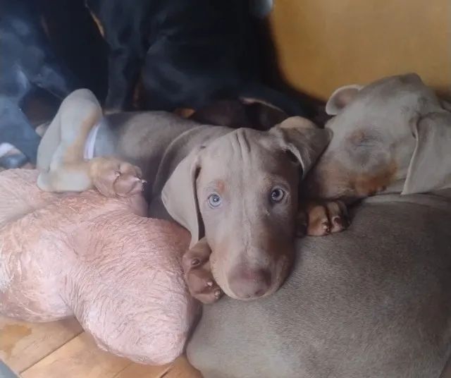 Filhotes de Dobermann com Pedigree CBKC ALKC PRETO MARROM E AZUL  - Foto 4