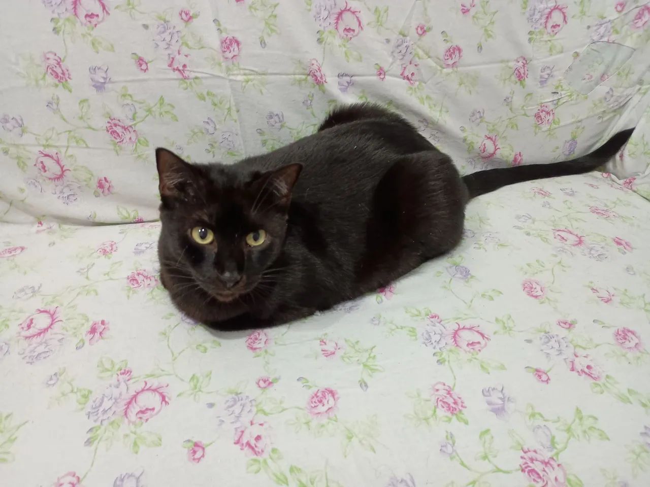 Procura-se o Nego - Foto 3