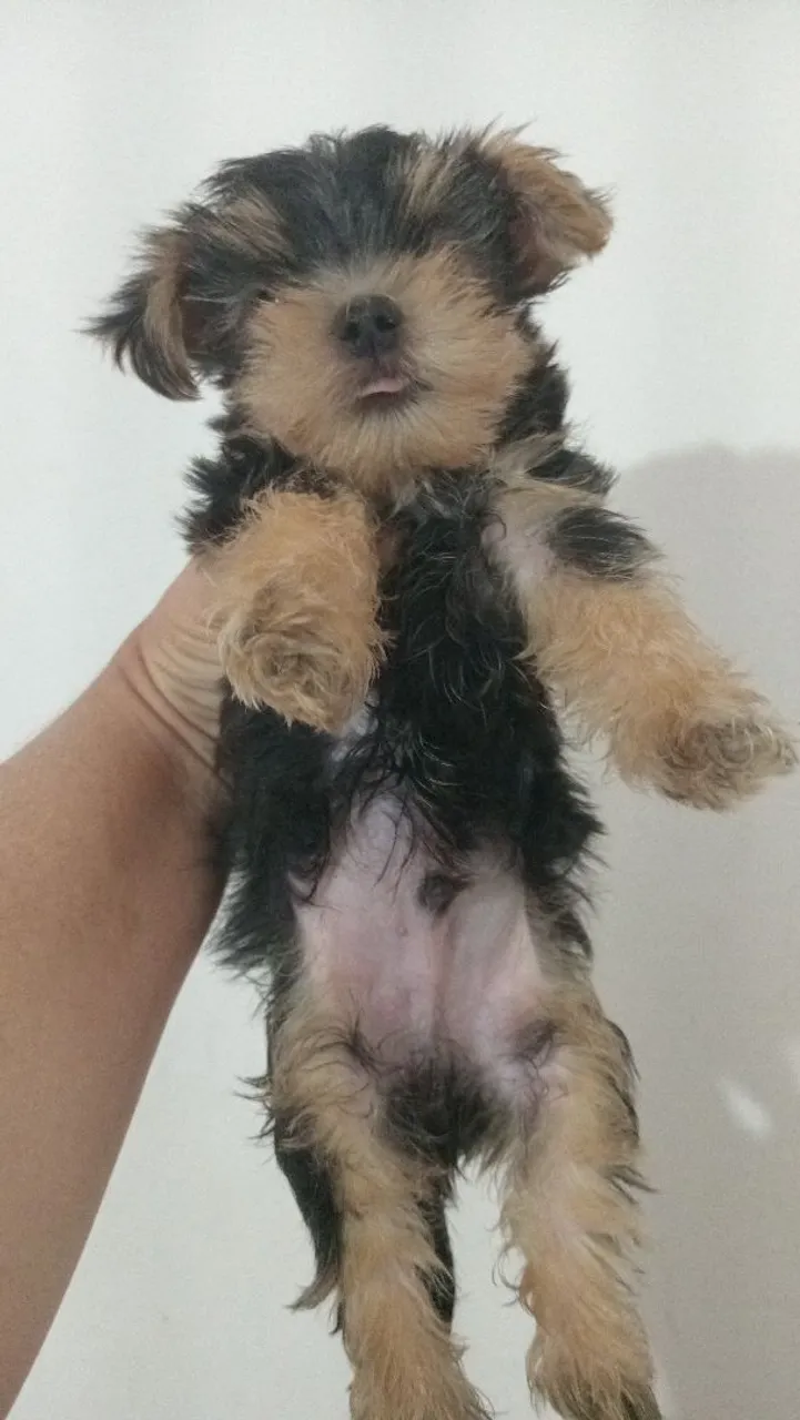 Filhote de Yorkshire Terrier - Fofo e Charmoso!