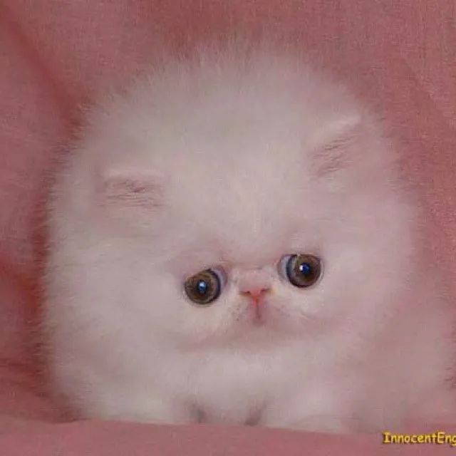 Persa Branco disponível 