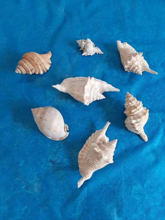 Conchas Marinhas