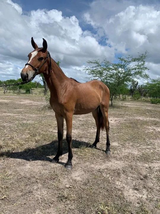 Potra registrada  (marcha picada natural)