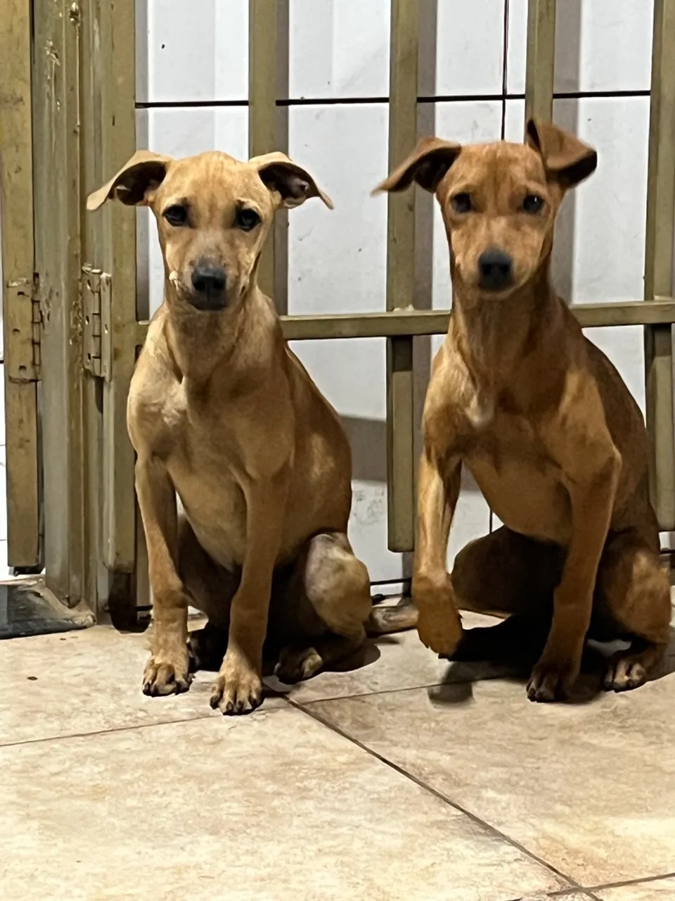 Doação de duas fêmeas filhotes