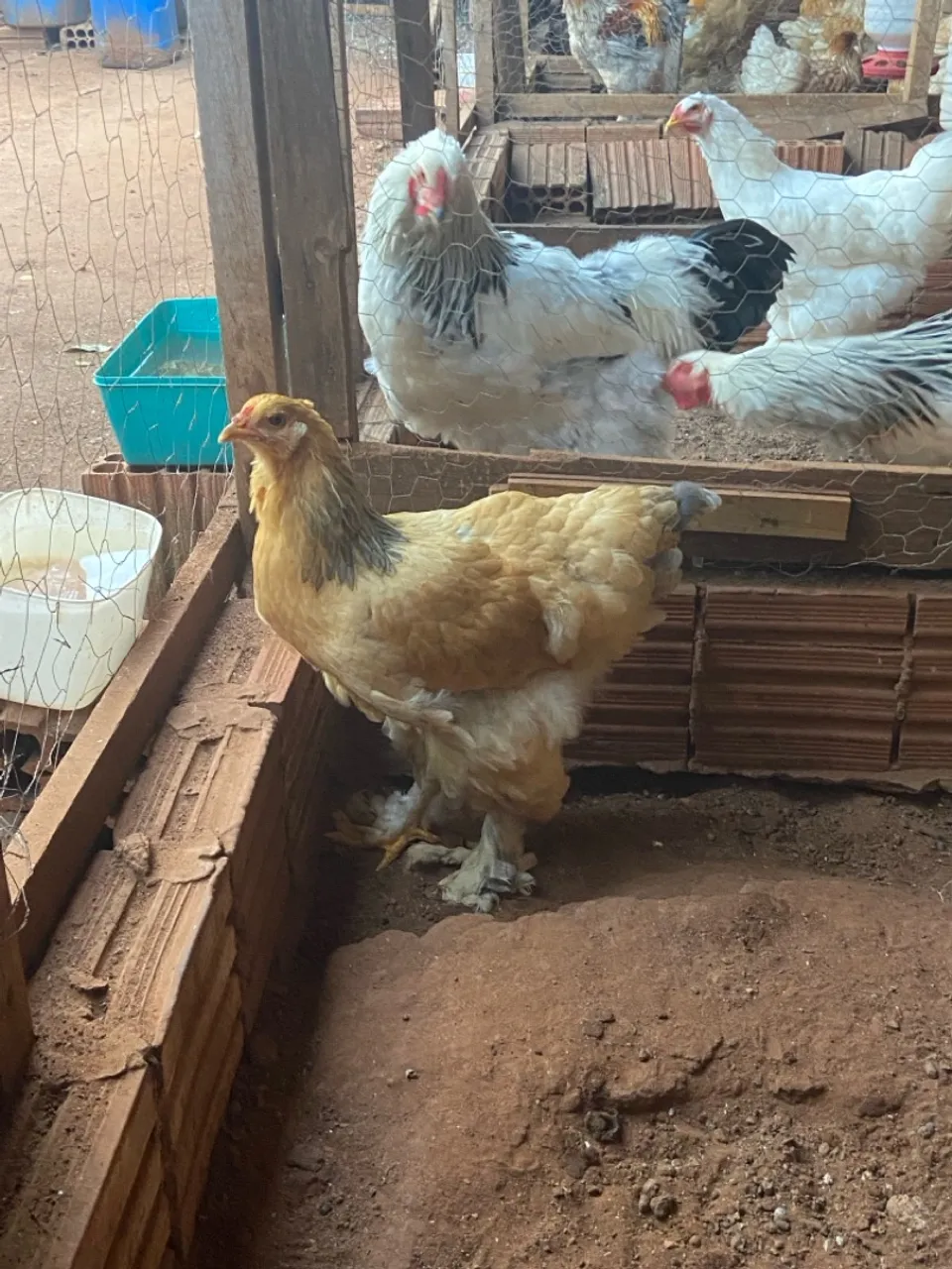 Vendo lote de brahmas