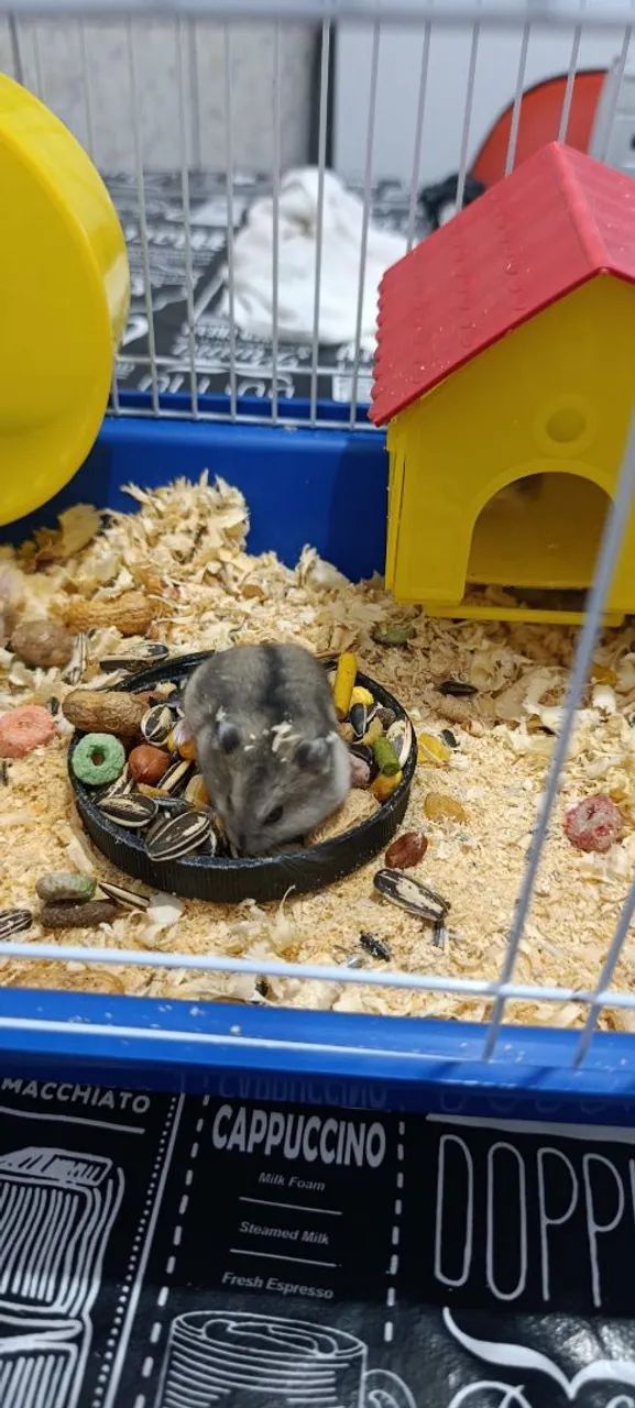 Selling a 30-day-old Russian dwarf hamster...64961617367427122