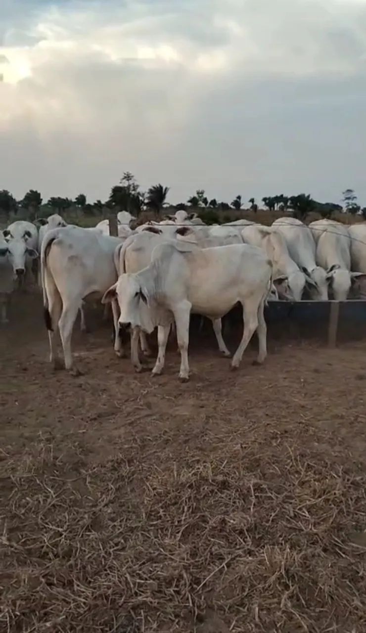 NOVILHAS e BEZERROS  N - Foto 3