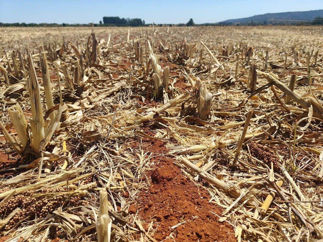 FAZENDA COM 80HEC, JA COM PIVÔ PRA IRRIGAÇÃO!! - Foto 3