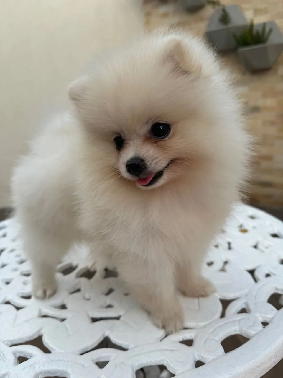 Filhote de Spitz Alemão anão - Foto 4