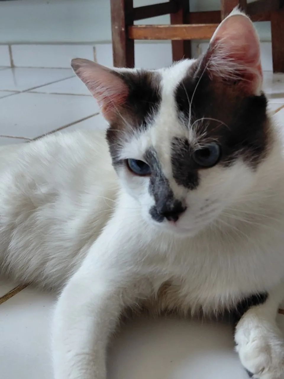 ADOCÃO RESPONSAVEL - Foto 2