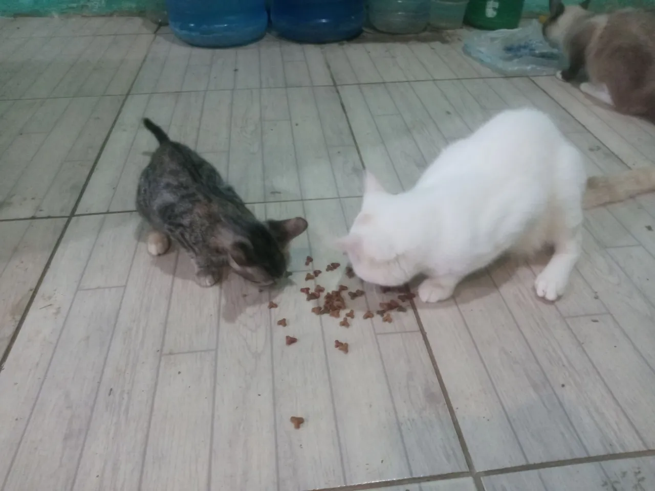 Gatinhos lindos para adoção!