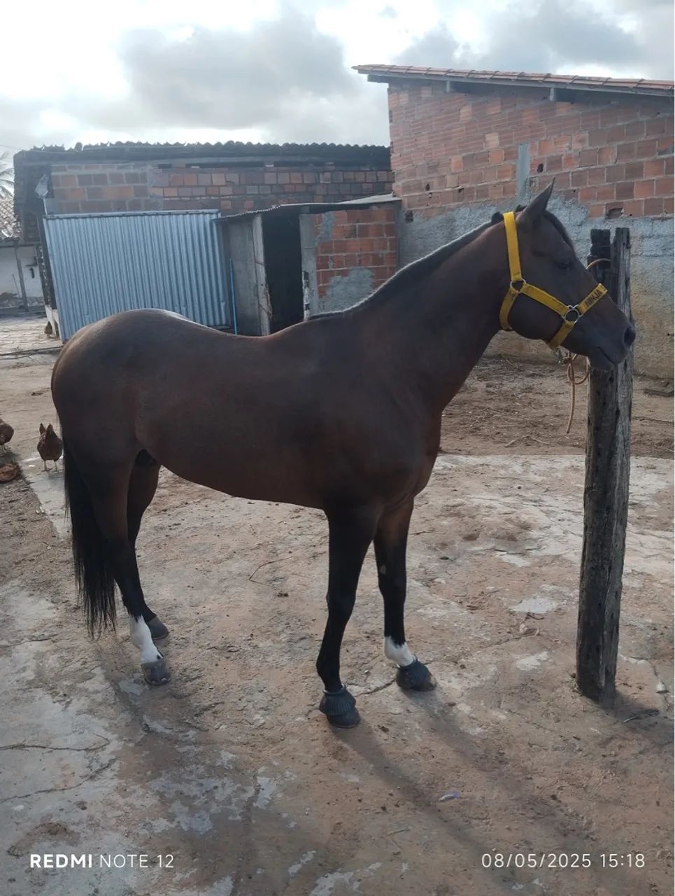 Cavalo para venda - Foto 4