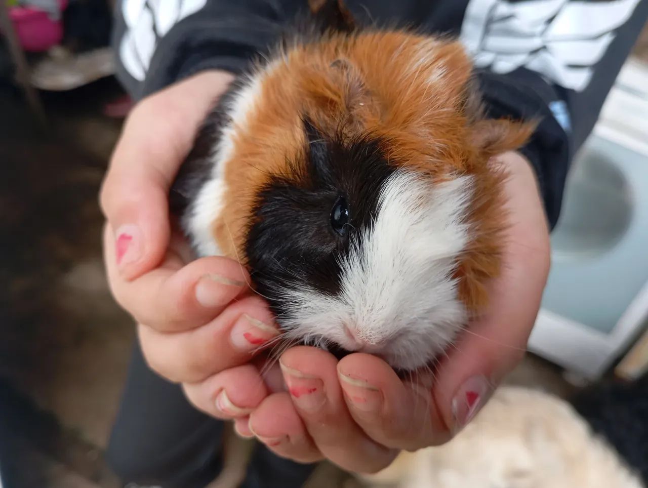 Porquinho da Índia - Macho - Foto 3