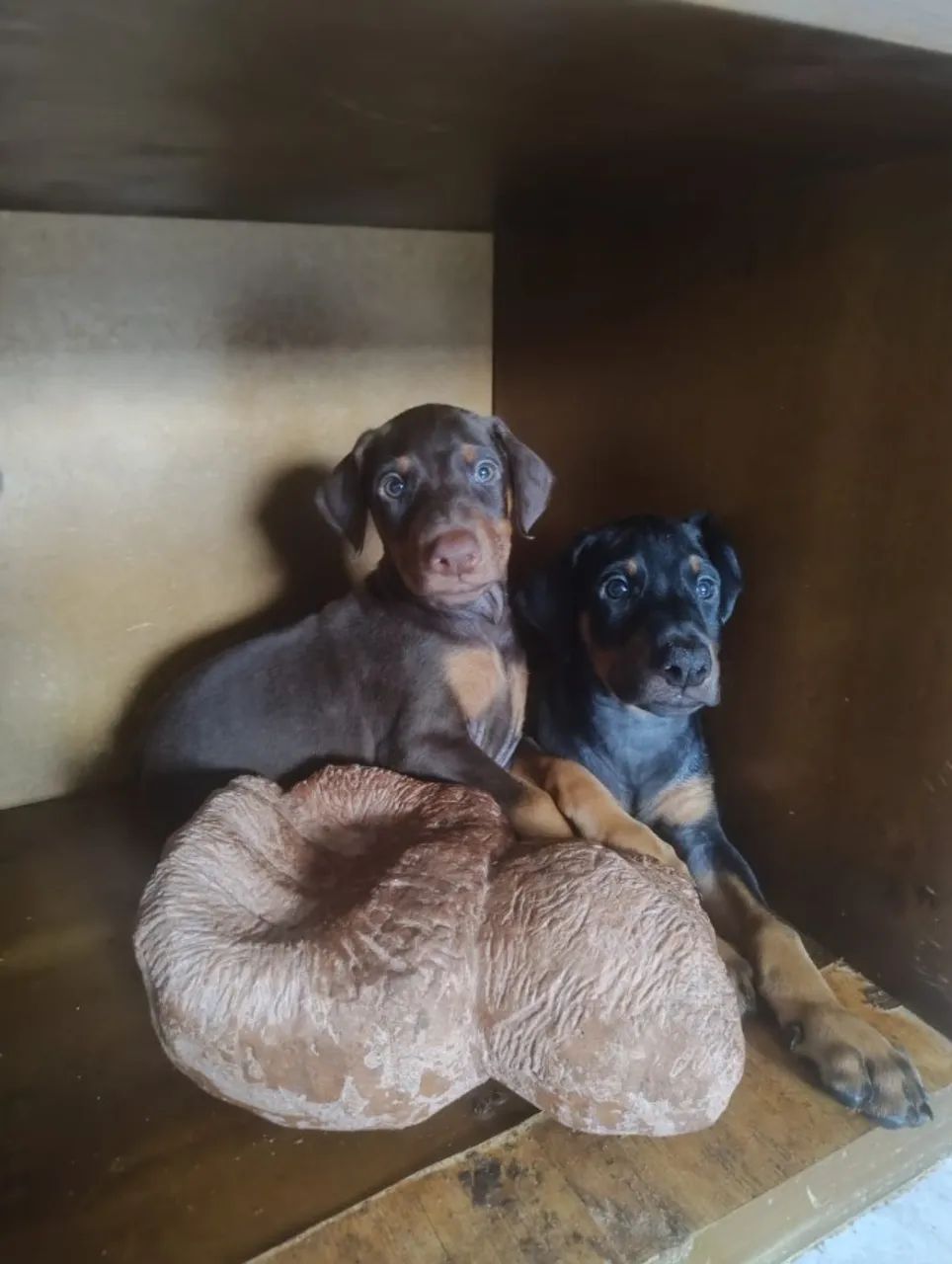 Filhotes de Dobermann com Pedigree CBKC ALKC PRETO MARROM E AZUL  - Foto 2