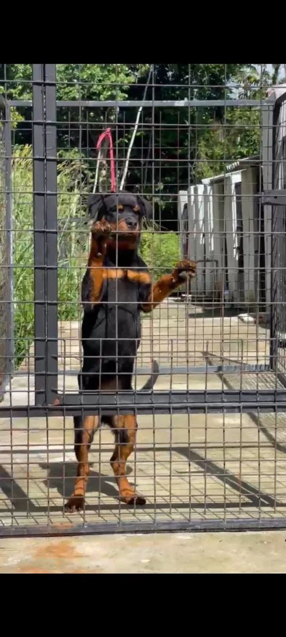 Filhote de rottweiler 