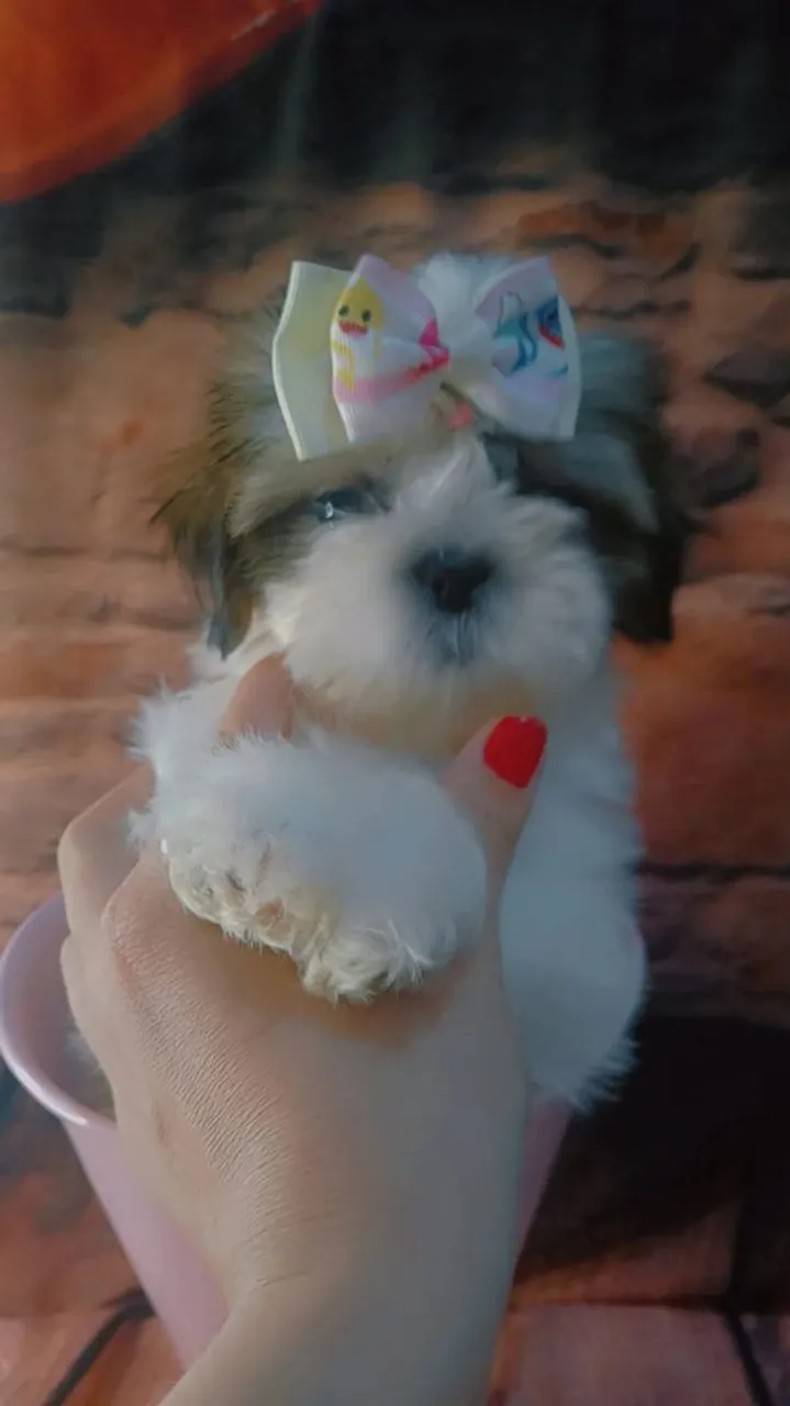Shih Tzu Fofa micro