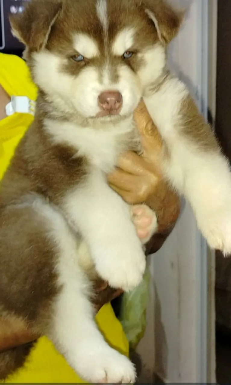 Filhote de Husky Siberiano - Pelúcia de Olhos Azuis!
