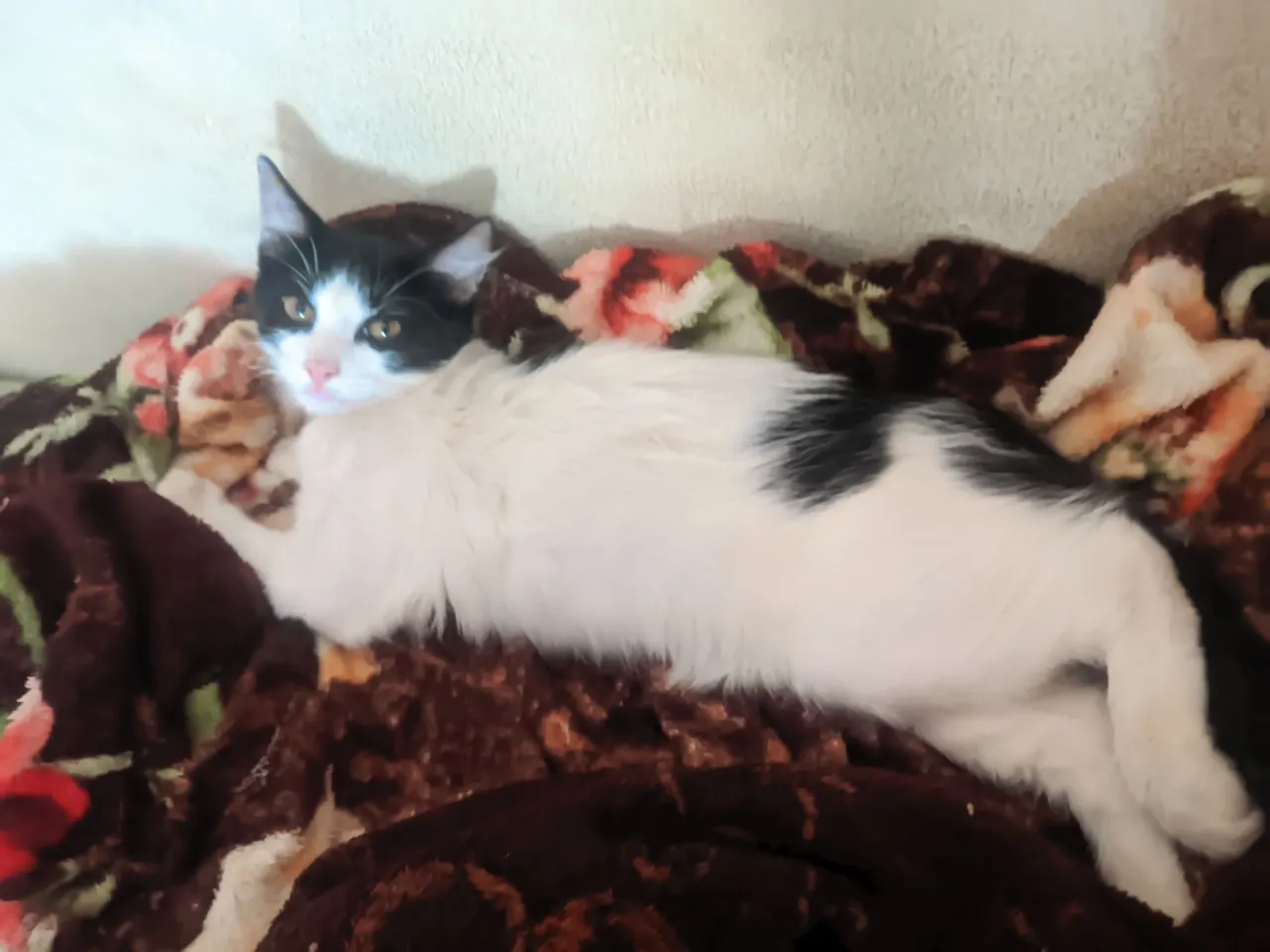 Gatinho filhote 5 semanas para adoção