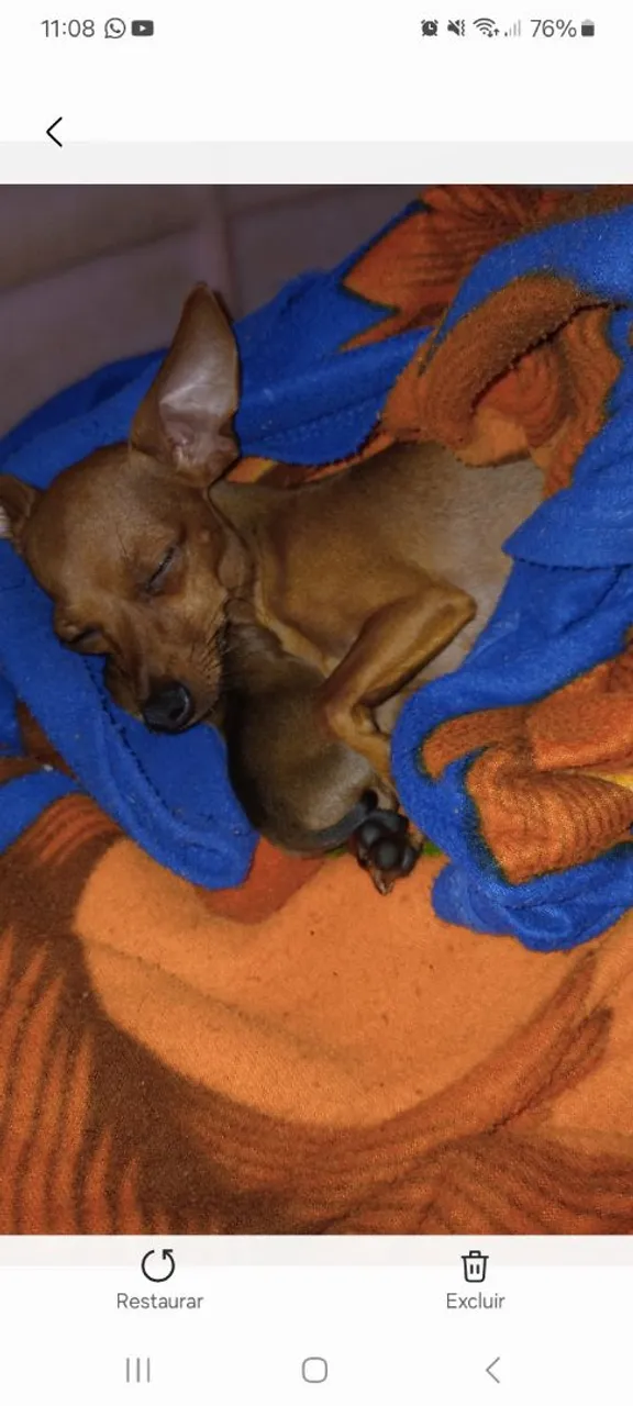 Filhote de Pinscher fêmea. Número 1