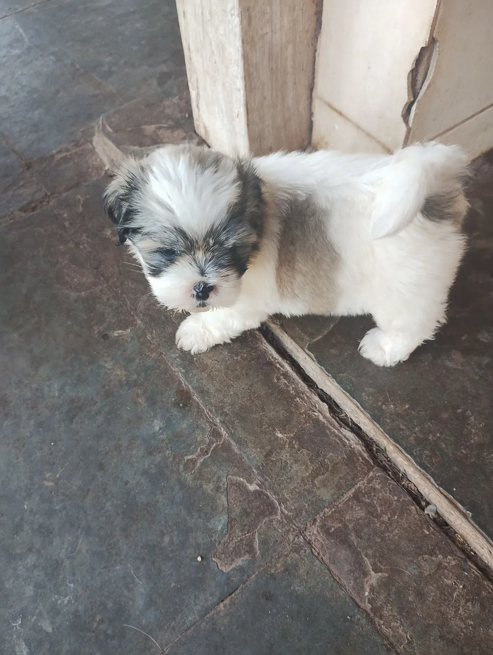 Filhote Shih Tzu - 