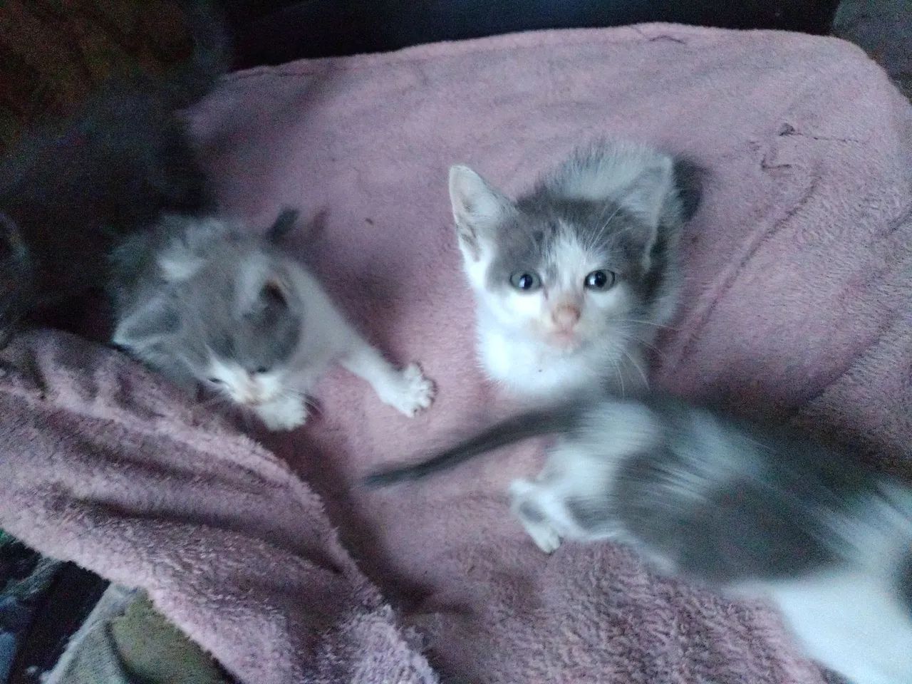 Gatinhos fofinhos para adoção! - Foto 2