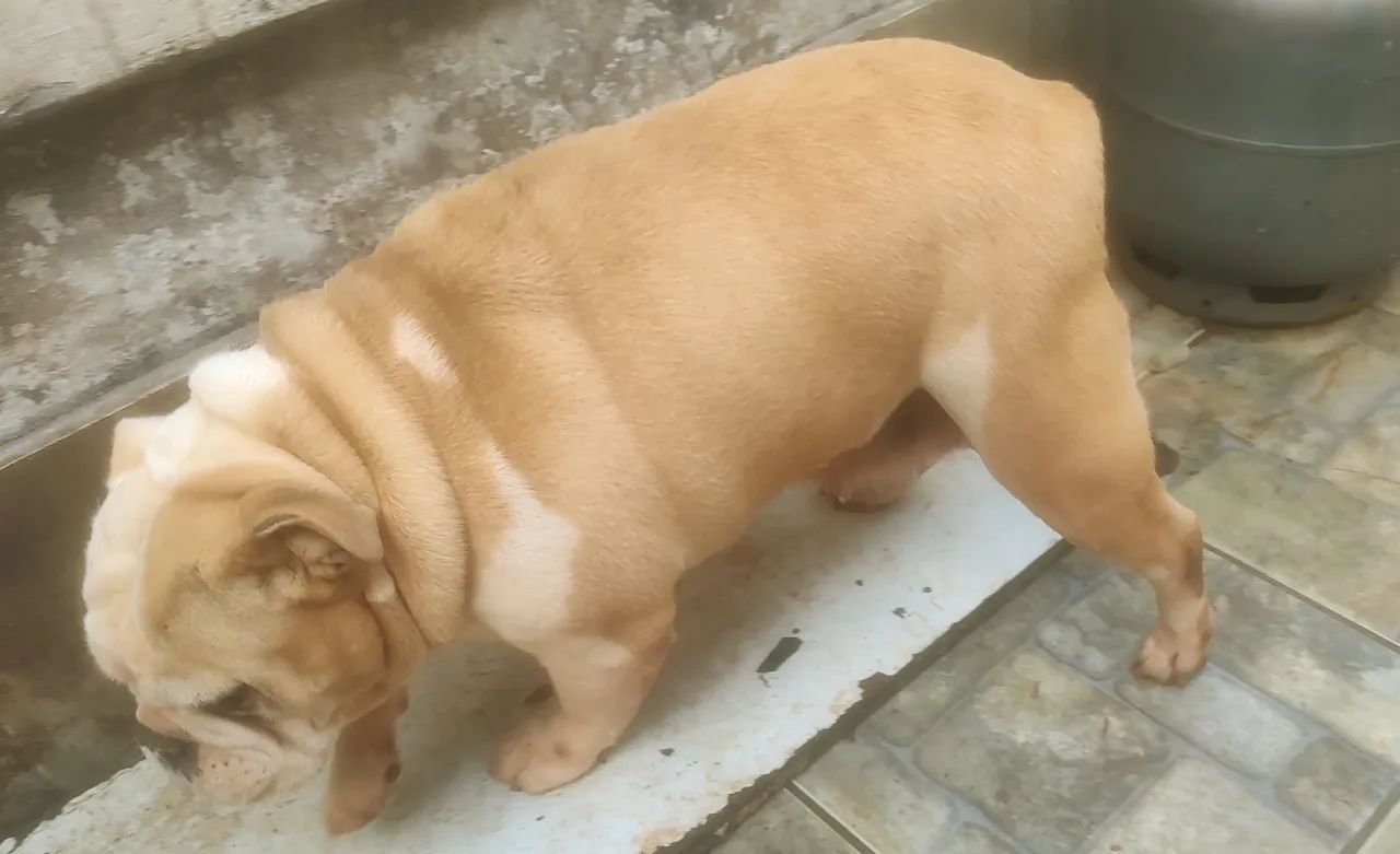  Bulldog Inglês fêmea  - Foto 2
