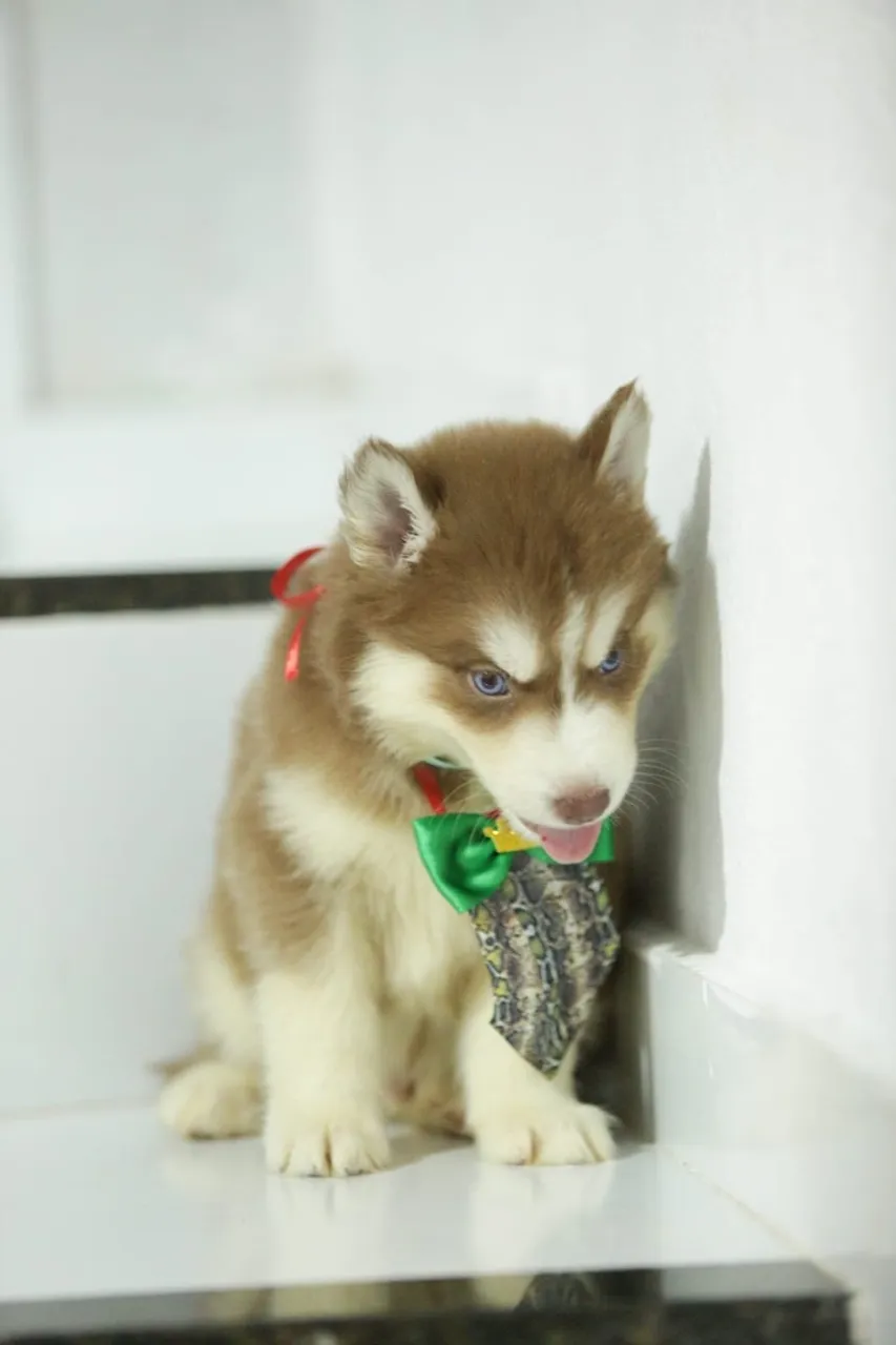 Filhote de Husky Siberiano