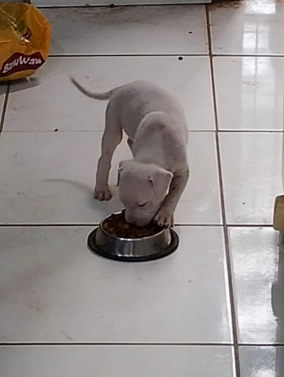Filhotes Boxer/Pitbull