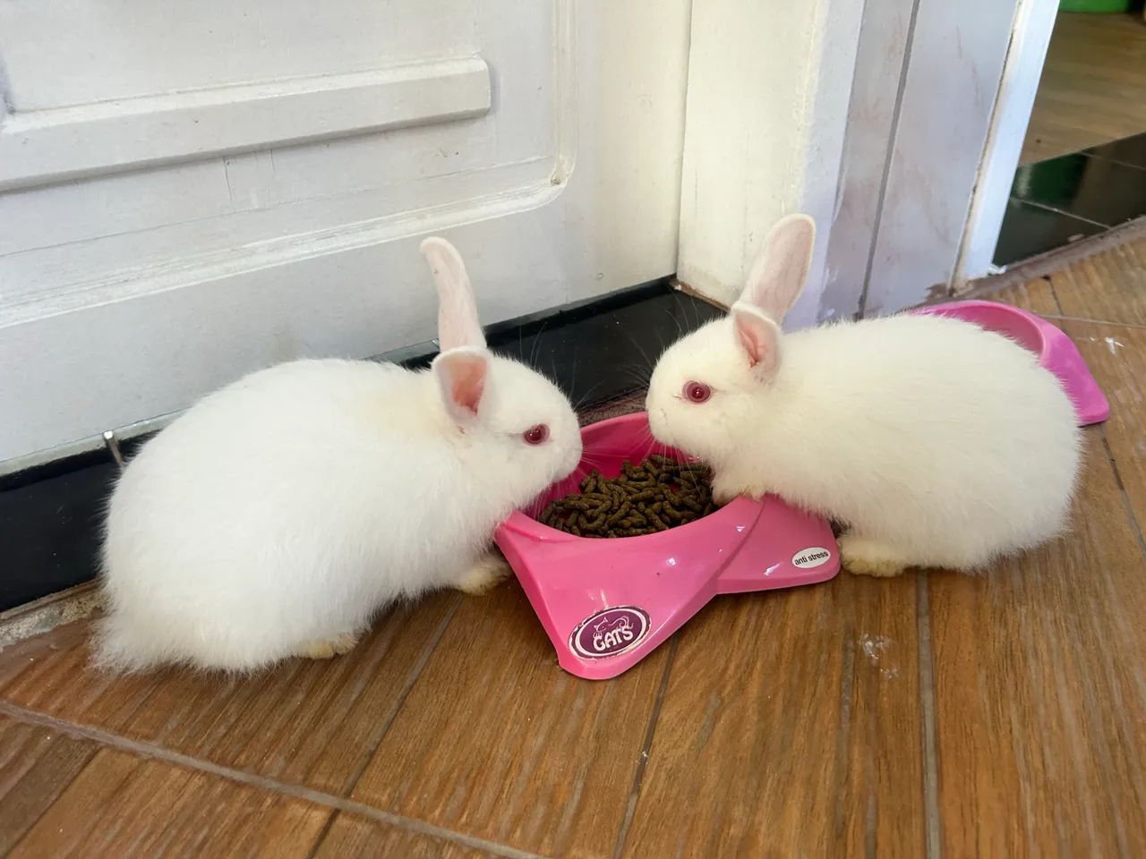 Coelhinhos Fofos - Disponível 