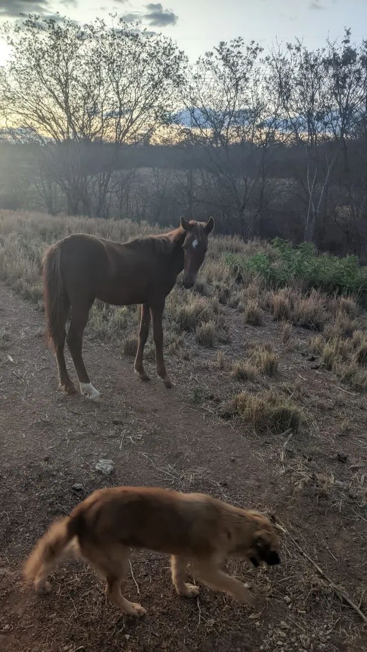 **? VENDE-SE POTRO MANGALARGA - MARCHA PICADA ? 1 ANO ? REGISTRO PROVISÓRIO ?** - Foto 2