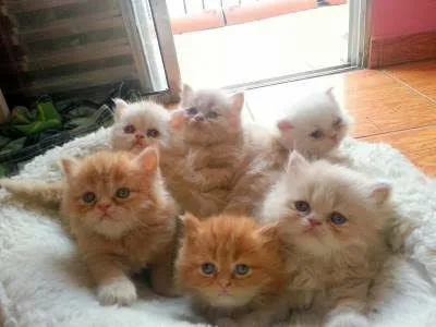 Lindos filhotes de gato Persa disponíveis!