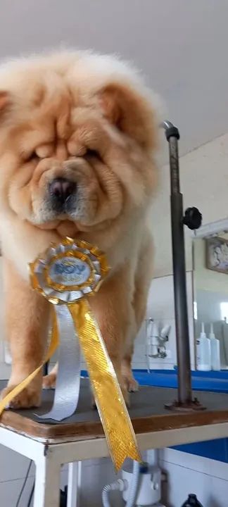 Chow chow americano pesado disponível  - Foto 5