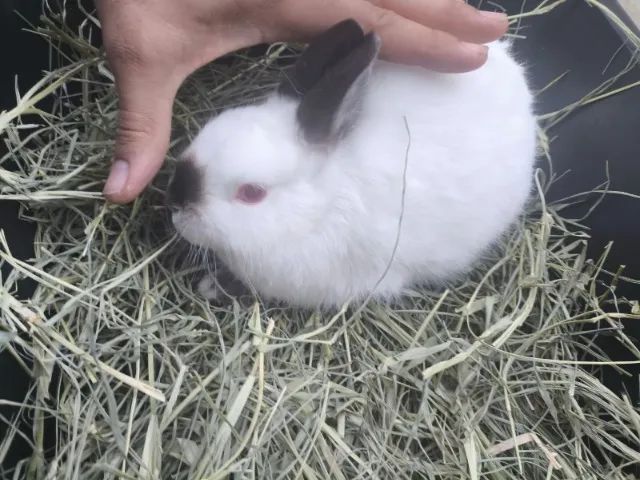 Mini coelho Netherlands  - Foto 4