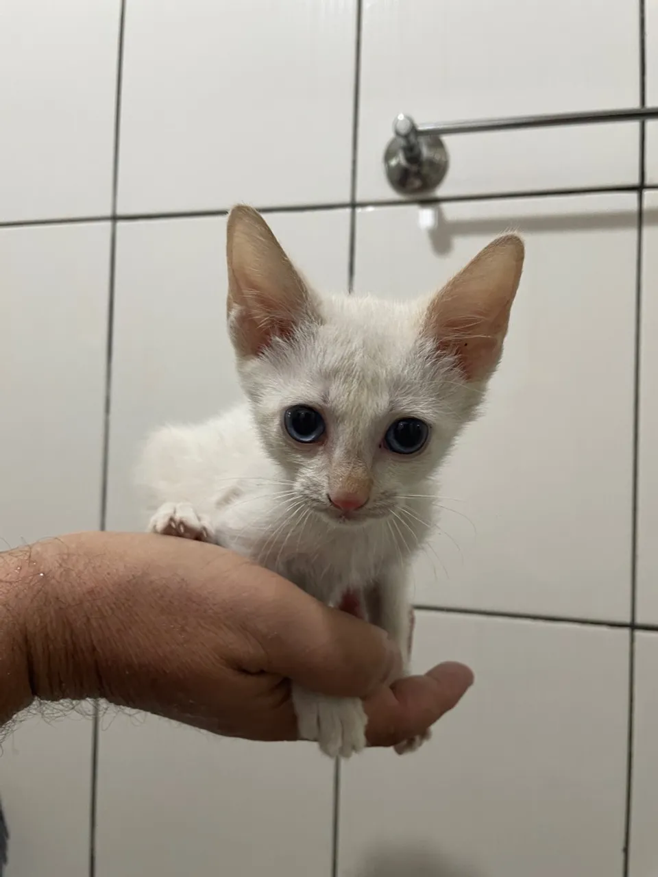 Gatinho filhote branco com olhos azuis
