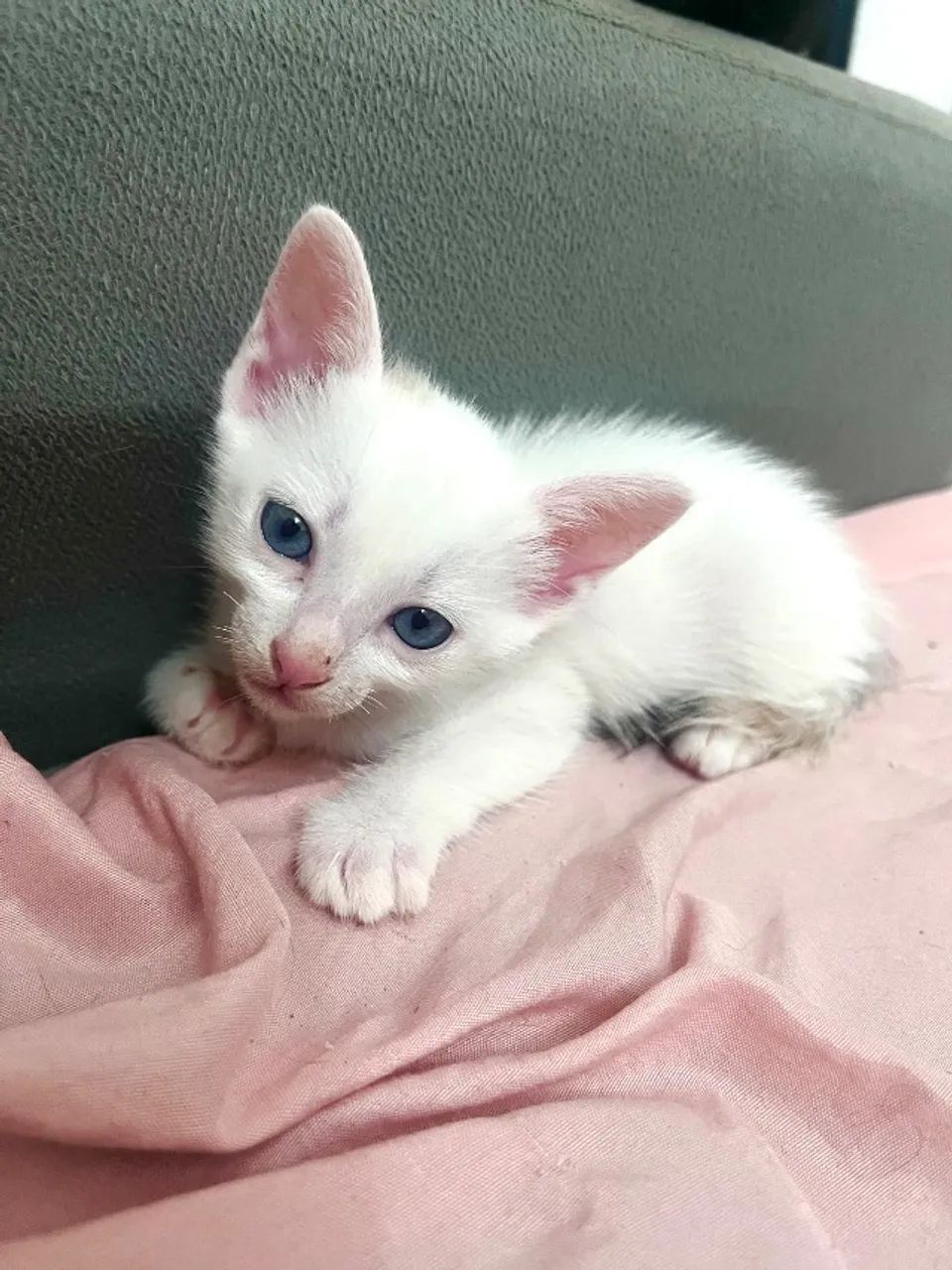 Gatinhos lindos para doação 64169288908417125